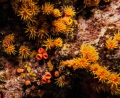   Anemones lava cave  